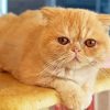 Cool Exotic Shorthair Cat paint by number