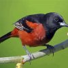 Cool Orchard Oriole paint by number