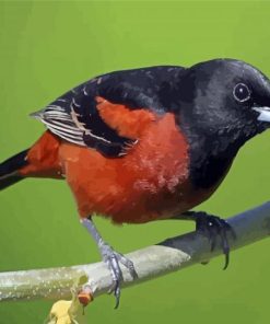 Cool Orchard Oriole paint by number