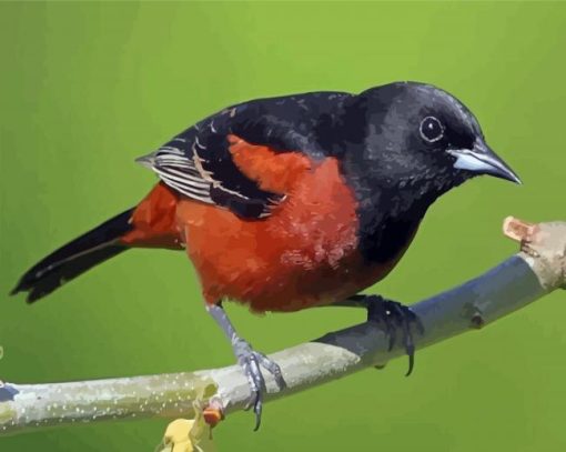 Cool Orchard Oriole paint by number