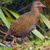 Cool Weka paint by number