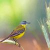 Cool Western Yellow Wagtail Paint by number