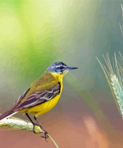 Cool Western Yellow Wagtail Paint by number