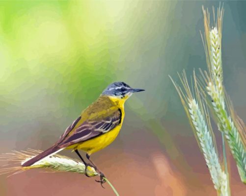 Cool Western Yellow Wagtail Paint by number