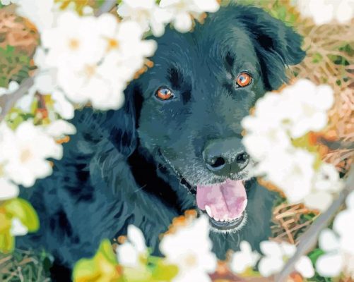 Flat Coated Retriever Cute Dog paint by number