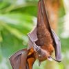 Giant Golden Crowned Flying Fox Hanging In Tree Paint by number