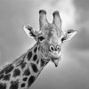 Giraffe Sticking Out Tongue Black And White Wildlife Paint by number