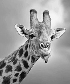 Giraffe Sticking Out Tongue Black And White Wildlife Paint by number