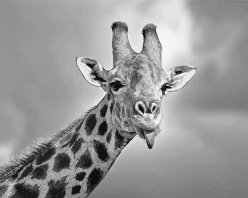 Giraffe Sticking Out Tongue Black And White Wildlife Paint by number