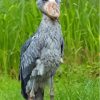 Grey Shoebill paint by number