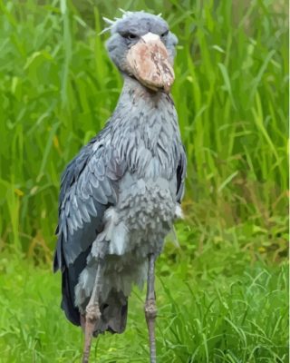 Grey Shoebill paint by number