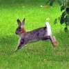 Leaping Rabbit Paint by number