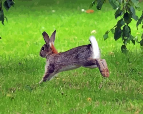 Leaping Rabbit Paint by number