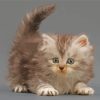 Tabby Persian Kitten paint by number