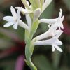 Tuberose Plant Paint by number