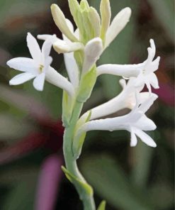 Tuberose Plant Paint by number