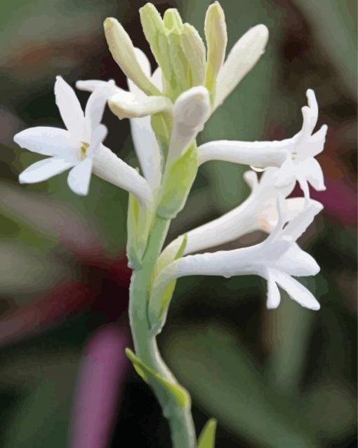 Tuberose Plant Paint by number