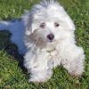 White Cotton Tulear Puppy paint by number