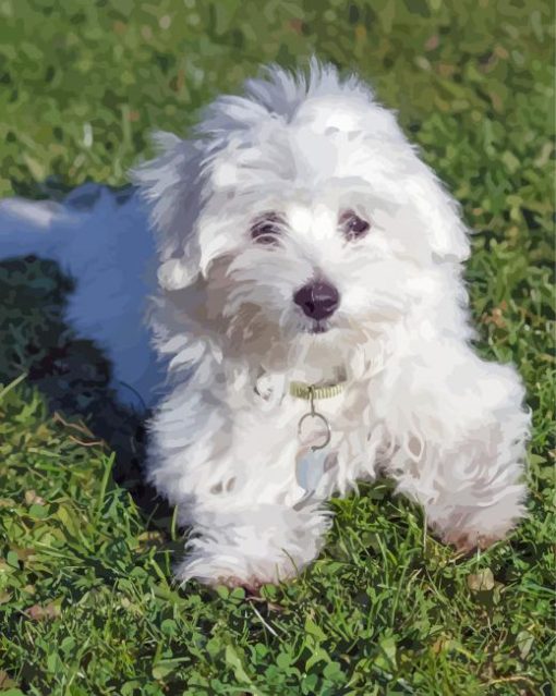 White Cotton Tulear Puppy paint by number