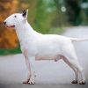 White English Bull Terrier Paint by number