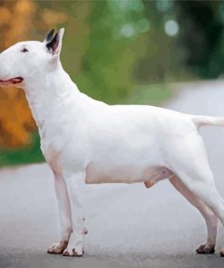 White English Bull Terrier Paint by number