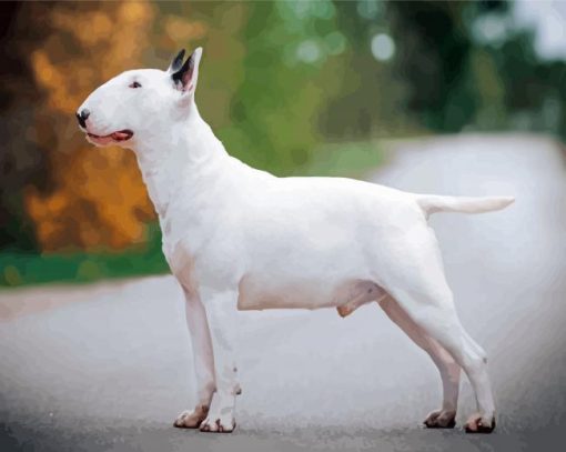 White English Bull Terrier Paint by number