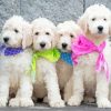 White Golden Doodle Puppies paint by number