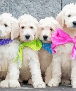 White Golden Doodle Puppies paint by number