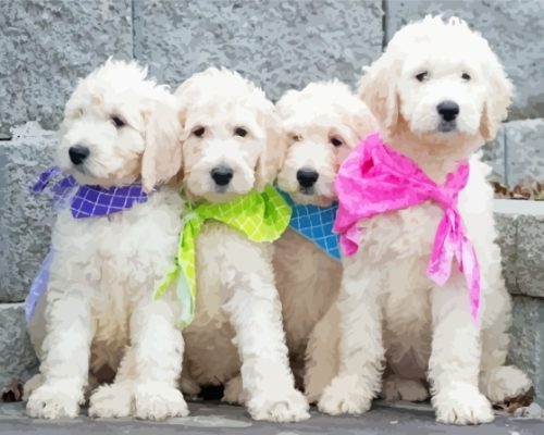 White Golden Doodle Puppies paint by number