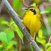 Yellow Kentucky Warbler paint by number