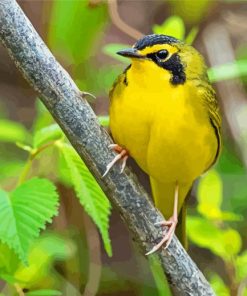 Yellow Kentucky Warbler paint by number