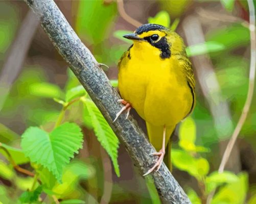 Yellow Kentucky Warbler paint by number