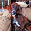 Black And Brown Plott Hound paint by number