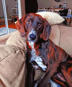 Black And Brown Plott Hound paint by number