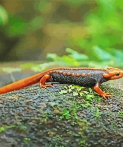 Black And Orange Salamander Paint by number