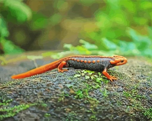 Black And Orange Salamander Paint by number