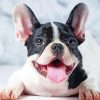 Black And White French Bulldog Smiling paint by number