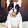 Black And White French Bulldog Close Up paint by number