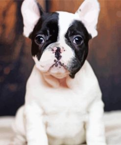 Black And White French Bulldog Close Up paint by number