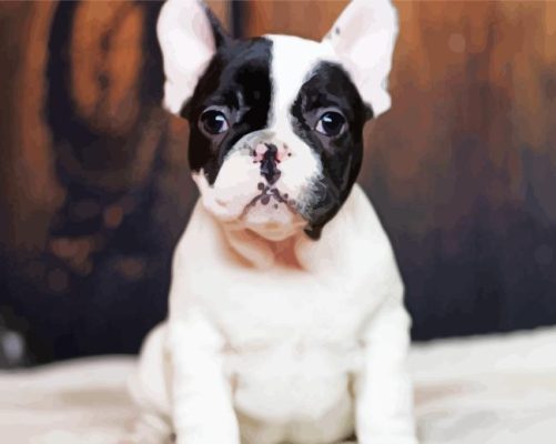 Black And White French Bulldog Close Up paint by number