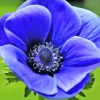 Blue Anemone paint by number