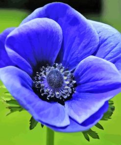 Blue Anemone paint by number