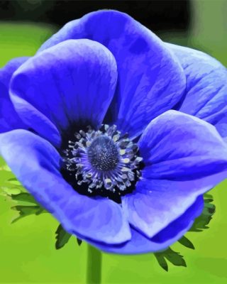 Blue Anemone paint by number