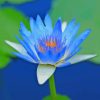 Blue Water Lily Flower In Water paint by number