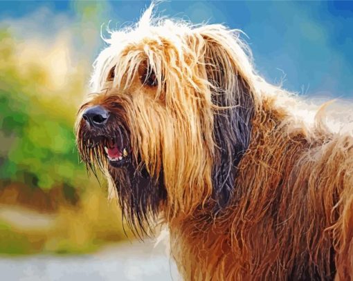 Briard Dog Paint By Numbers