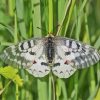 Clodius Parnassian Butterfly Paint by number