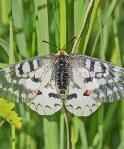 Clodius Parnassian Butterfly Paint by number