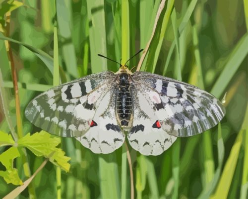 Clodius Parnassian Butterfly Paint by number