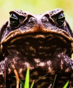 Close Up Brown Angry Toad paint by number