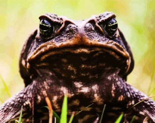 Close Up Brown Angry Toad paint by number